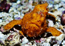 My first frogfish in this site for 2 months, its worth it! by Bernard Maglana 